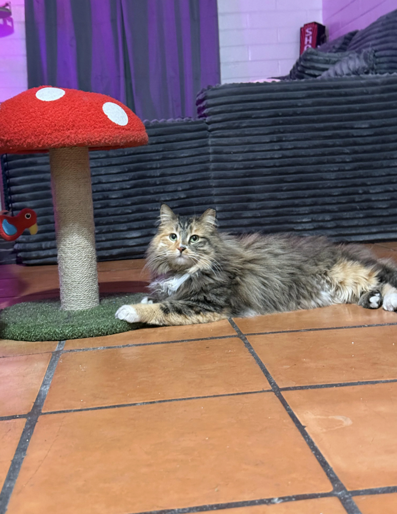 Cheezburger Image 10616783616