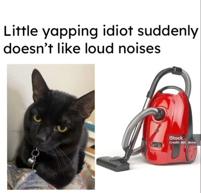 Little yapping idiot suddenly doesn't like loud noises iStock Credit: Bet Noire