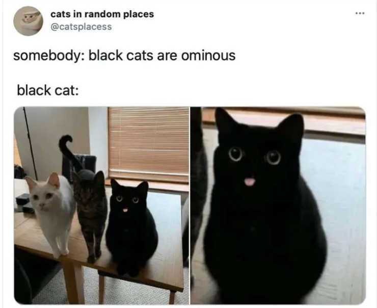 cats in random places @catsplacess somebody: black cats are ominous black cat: