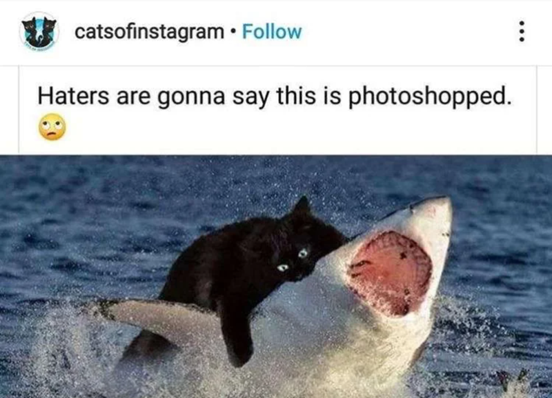 catsofinstagram Follow Haters are gonna say this is photoshopped.