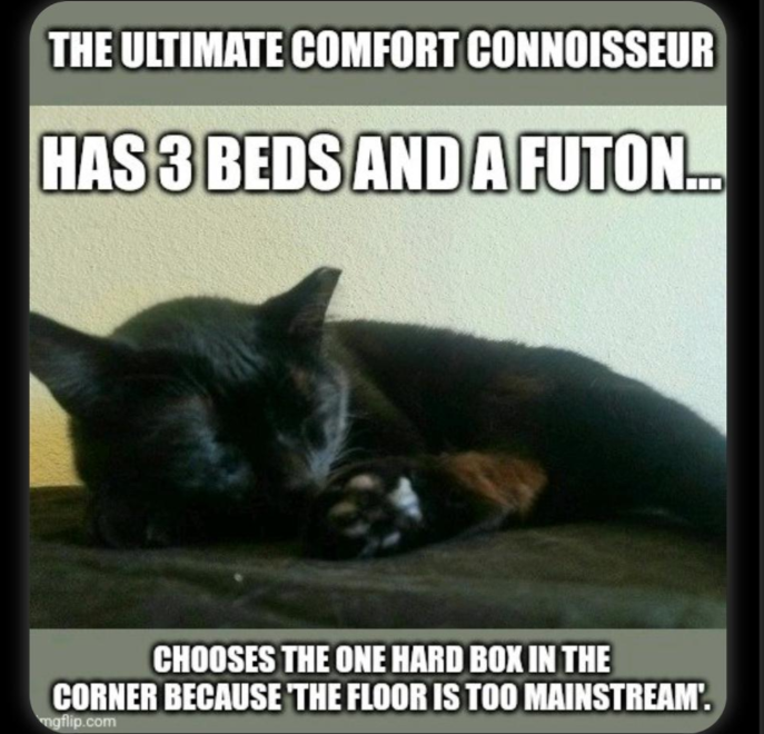 THE ULTIMATE COMFORT CONNOISSEUR HAS 3 BEDS AND A FUTON... CHOOSES THE ONE HARD BOX IN THE CORNER BECAUSE THE FLOOR IS TOO MAINSTREAM'. mgflip.com