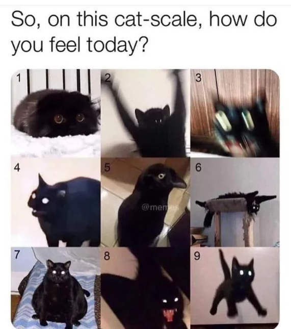 So, on this cat-scale, how do you feel today? 1 3 5 4 @memes 6 7 8 9