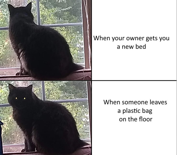 When your owner gets you a new bed When someone leaves a plastic bag on the floor