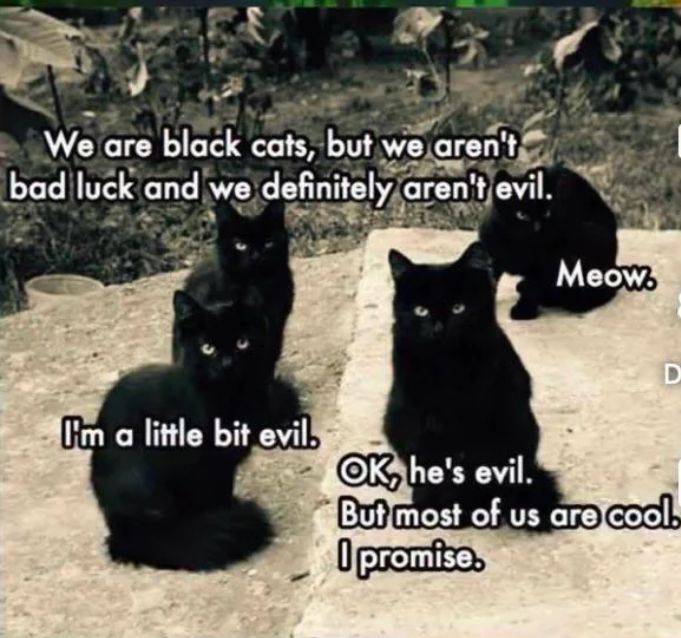 We are black cats, but we aren't bad luck and we definitely aren't evil. Meow. D I'm a little bit evil. OK, he's evil. But most of us are cool. I promise.