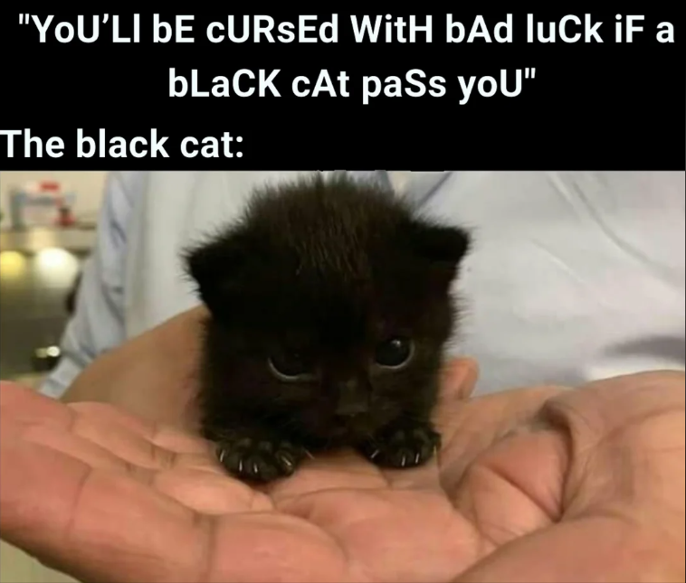 "YOU'LL BE CURSEd With bAd luck iF a bLaCK cAt pass you" The black cat: