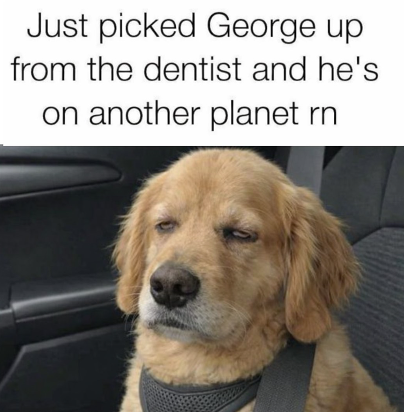 Just picked George up from the dentist and he's on another planet rn