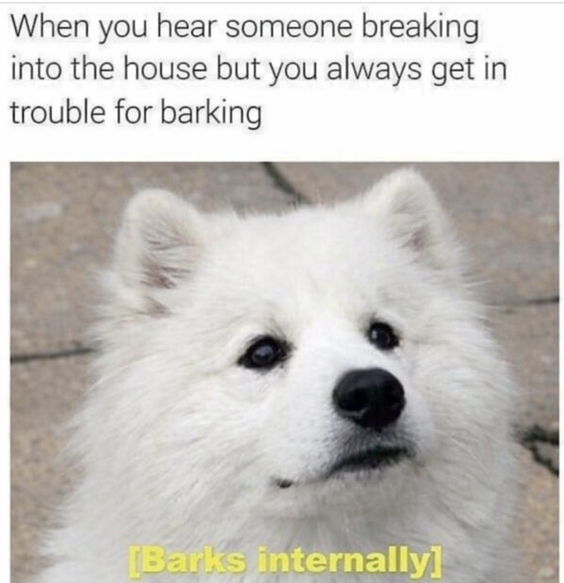 When you hear someone breaking into the house but you always get in trouble for barking [Barks internally]