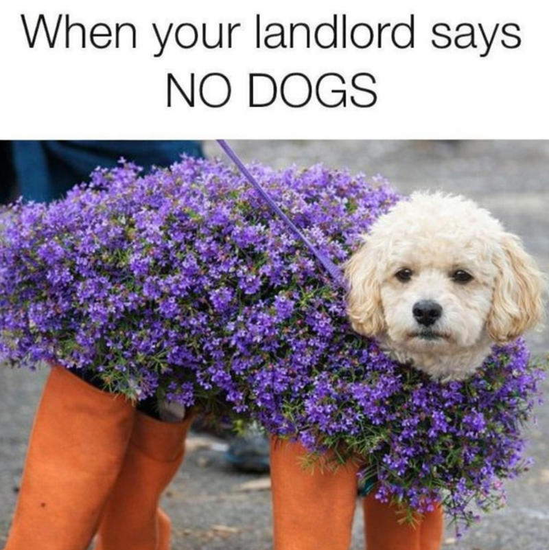When your landlord says NO DOGS