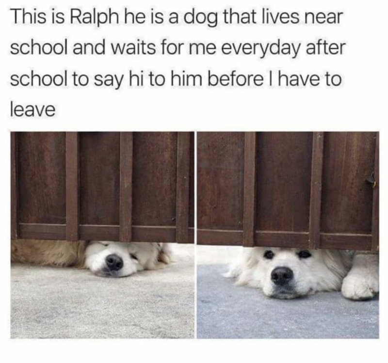 This is Ralph he is a dog that lives near school and waits for me everyday after school to say hi to him before I have to leave