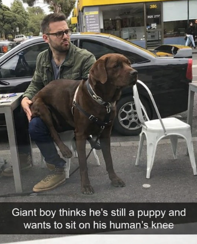 386 9525 2777 受 Giant boy thinks he's still a puppy and wants to sit on his human's knee