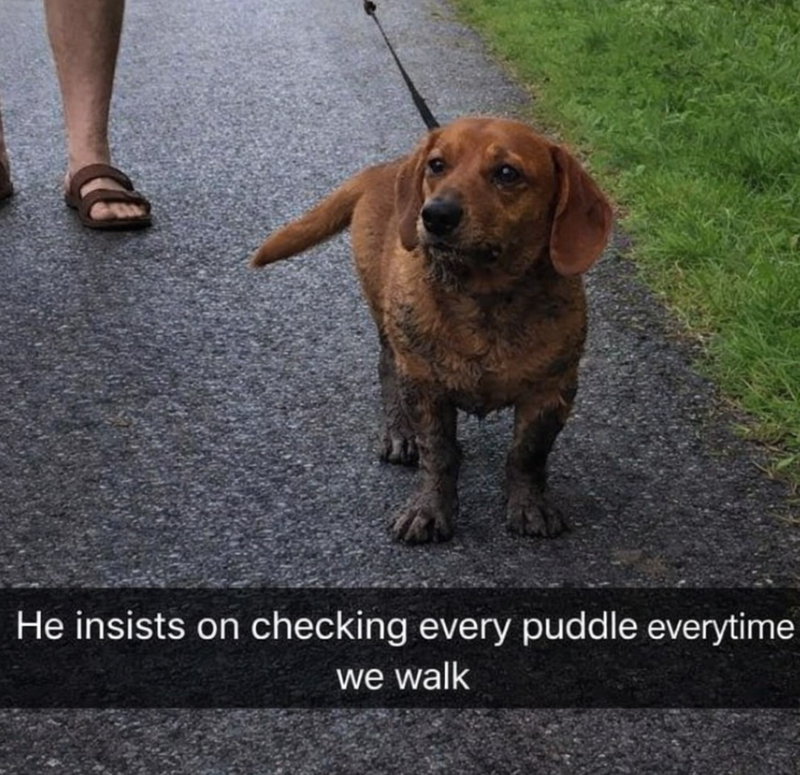 He insists on checking every puddle everytime we walk