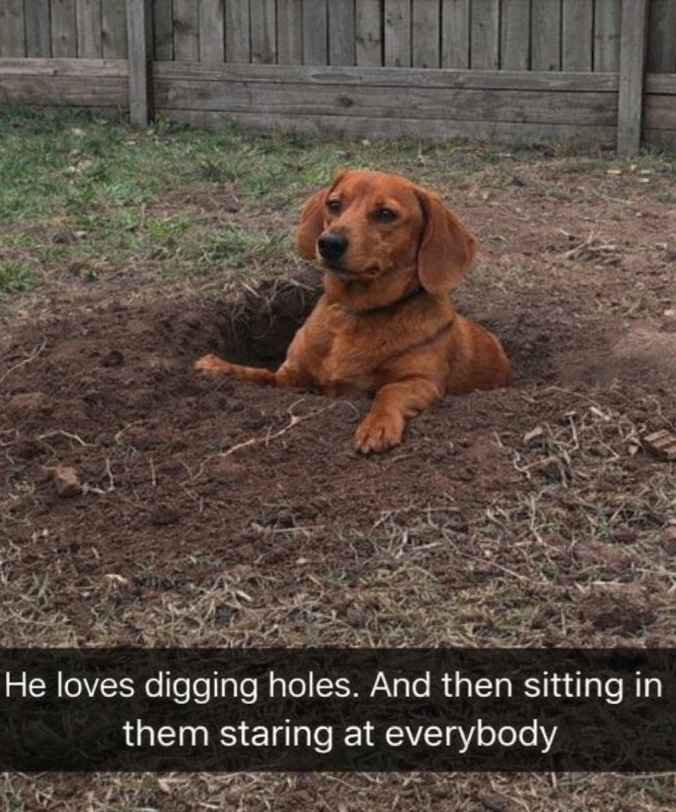 He loves digging holes. And then sitting in them staring at everybody