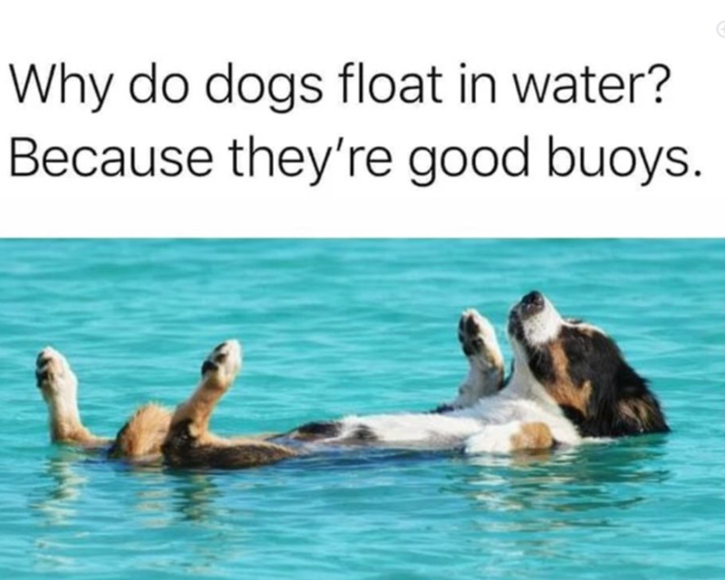 Why do dogs float in water? Because they're good buoys.