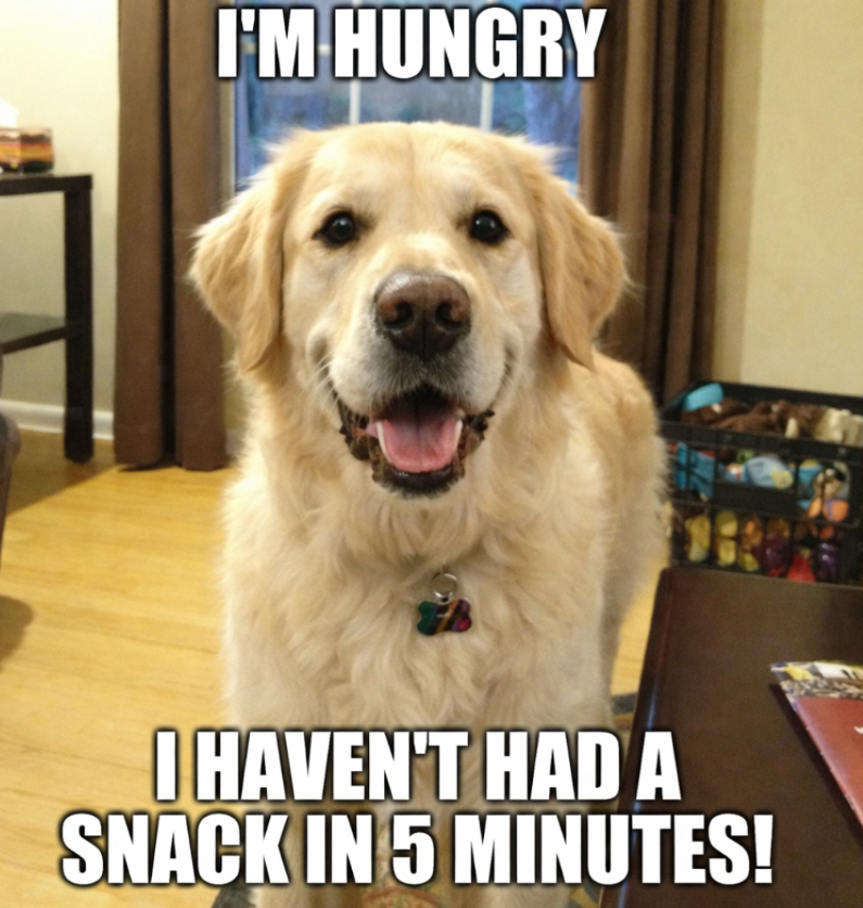 I'M HUNGRY I HAVEN'T HAD A SNACK IN 5 MINUTES!