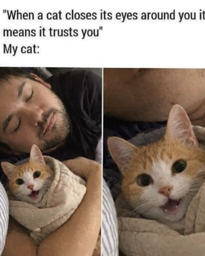 "When a cat closes its eyes around you it means it trusts you" My cat: