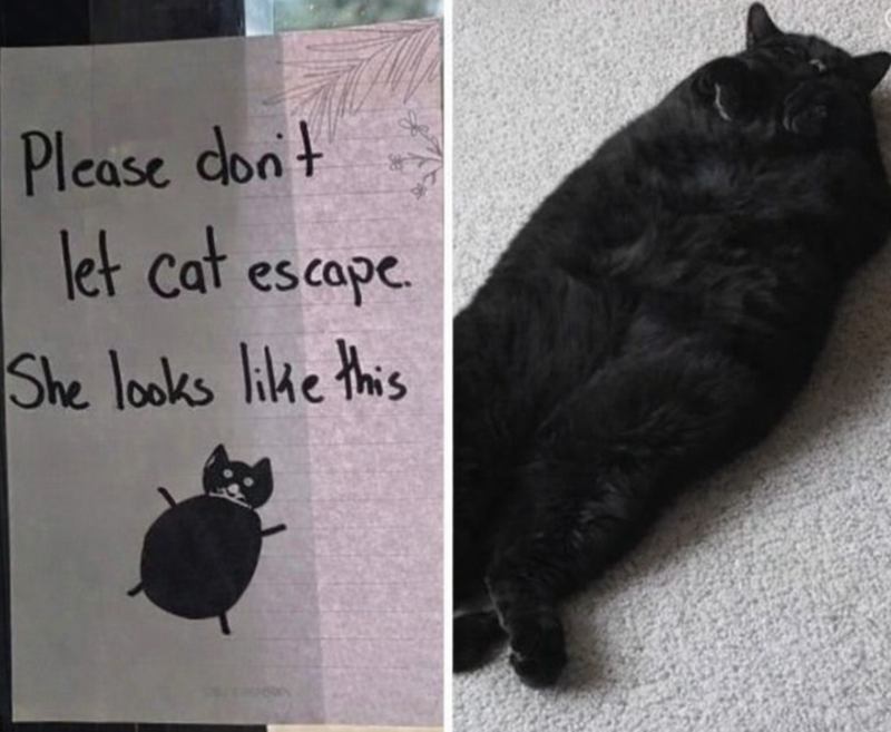Please don't let cat escape She looks like this