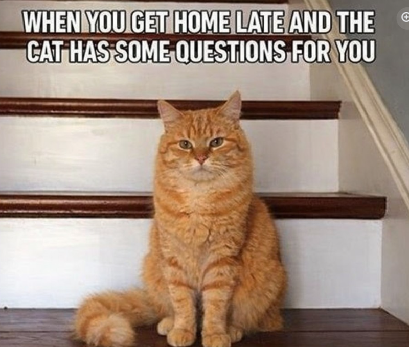 WHEN YOU GET HOME LATE AND THE CAT HAS SOME QUESTIONS FOR YOU