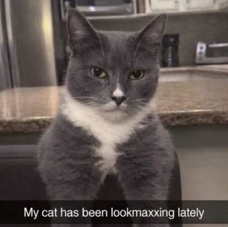My cat has been lookmaxxing lately