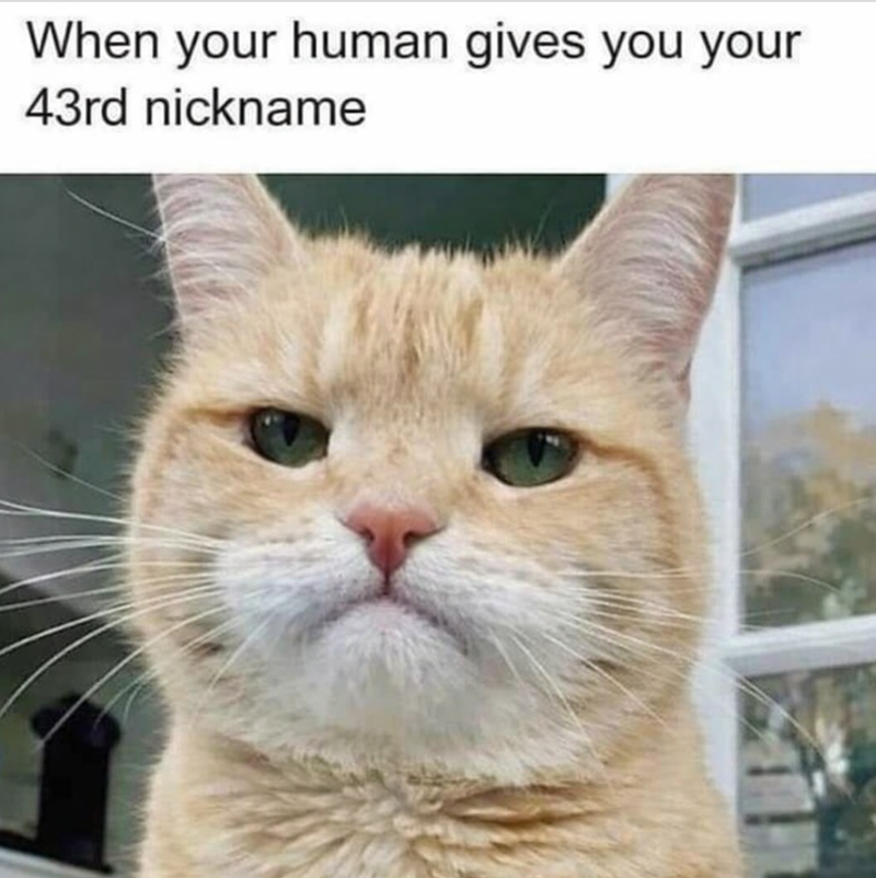 When your human gives you your 43rd nickname