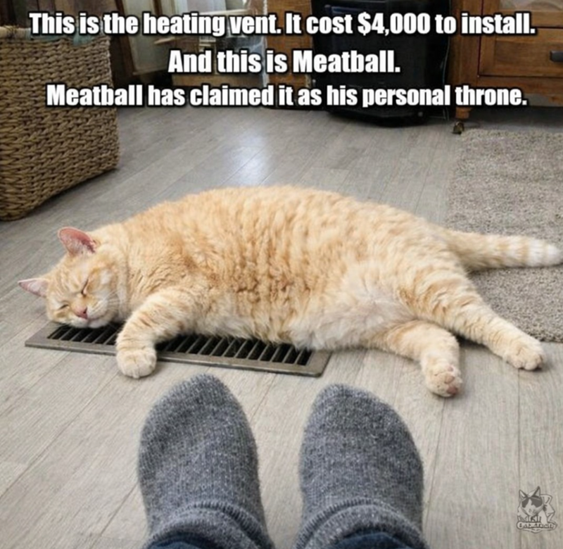This is the heating vent. It cost $4,000 to install. And this is Meatball. Meatball has claimed it as his personal throne. A Cat Tachy