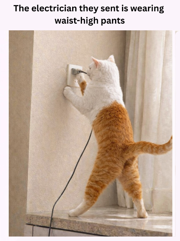 The electrician they sent is wearing waist-high pants