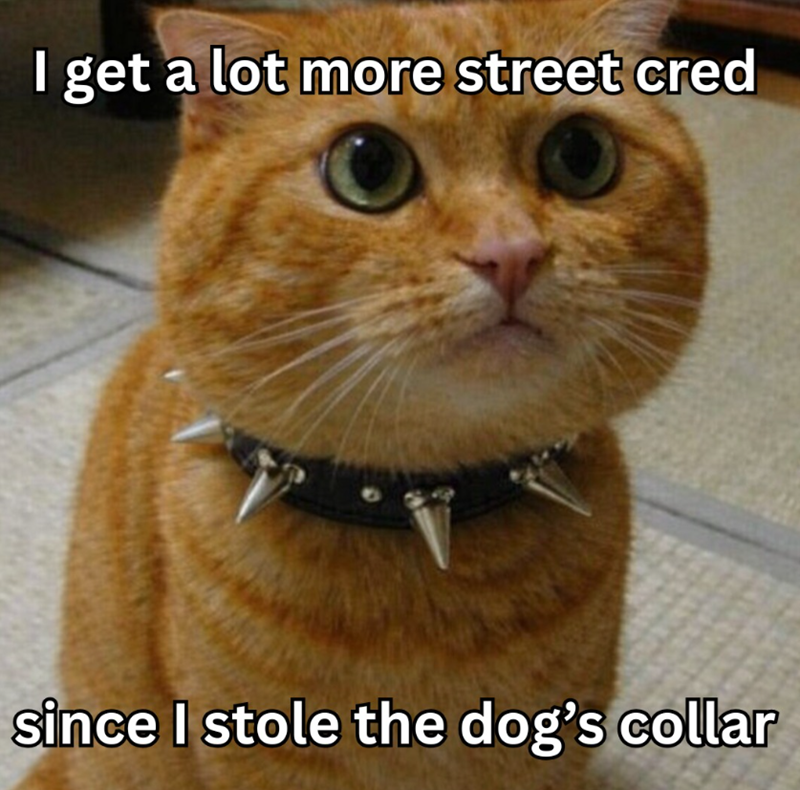 I get a lot more street cred since I stole the dog's collar