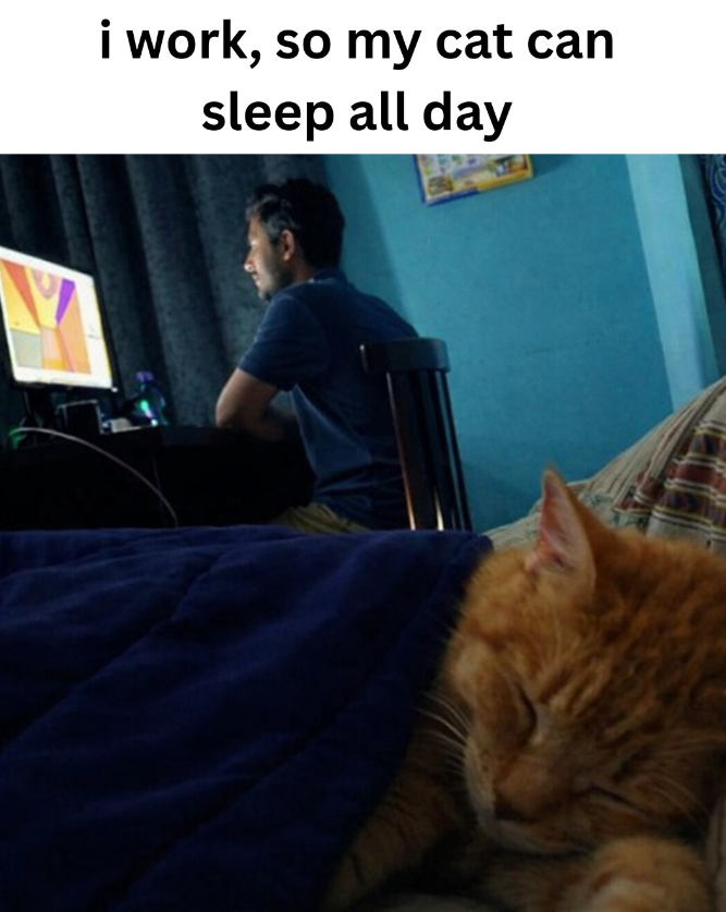 i work, so my cat can sleep all day