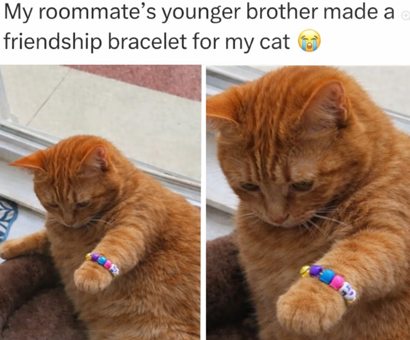 My roommate's younger brother made a friendship bracelet for my cat FD