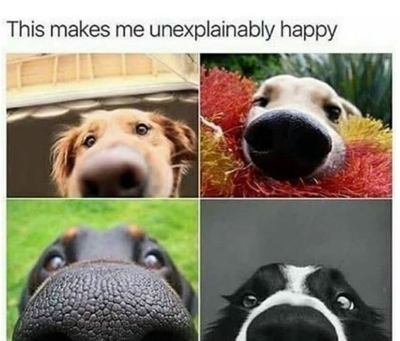 This makes me unexplainably happy