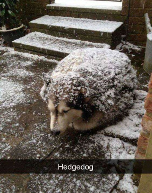 Hedgedog
