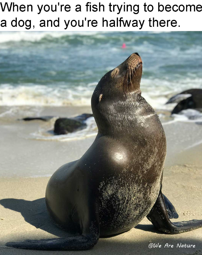 When you're a fish trying to become a dog, and you're halfway there. @We Are Nature