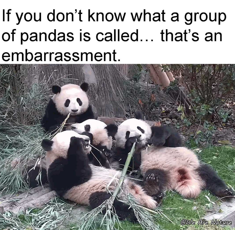 If you don't know what a group of pandas is called... that's an embarrassment. @We Are Nature