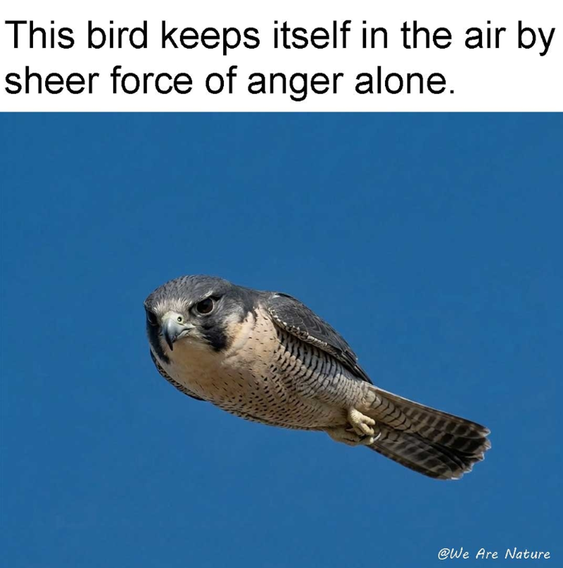 This bird keeps itself in the air by sheer force of anger alone. @We Are Nature