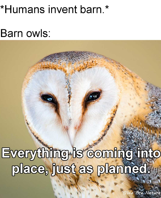 *Humans invent barn.* Barn owls: Everything is coming into place, just as planned. @We Are Nature
