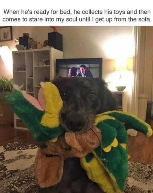 When he's ready for bed, he collects his toys and then comes to stare into my soul until I get up from the sofa.