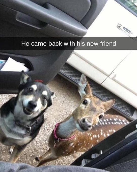 He came back with his new friend