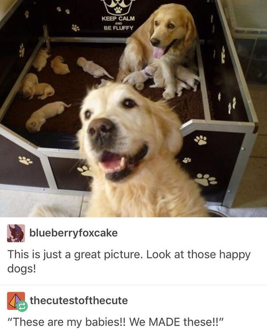 KEEP CALM AND BE FLUFFY blueberryfoxcake This is just a great picture. Look at those happy dogs! thecutestofthecute "These are my babies!! We MADE these!!"