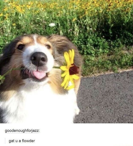 goodenoughforjazz: gat u a flowder