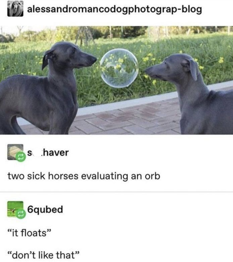 alessandromancodogphotograp-blog Shaver two sick horses evaluating an orb 6qubed "it floats" "don't like that"