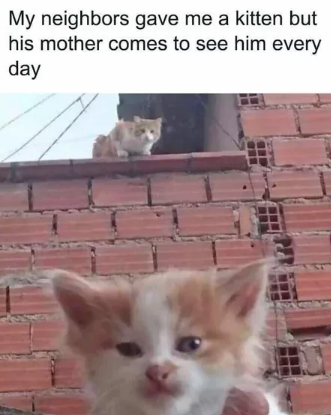 My neighbors gave me a kitten but his mother comes to see him every day