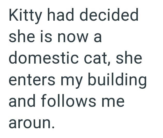 Kitty had decided she is now a domestic cat, she enters my building and follows me aroun.