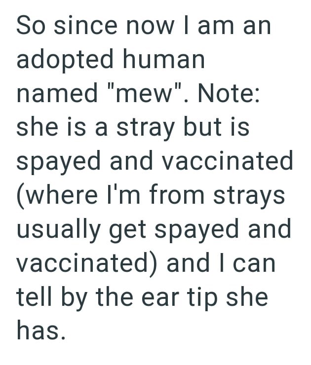 So since now I am an adopted human named "mew". Note: she is a stray but is spayed and vaccinated (where I'm from strays usually get spayed and vaccinated) and I can tell by the ear tip she has.