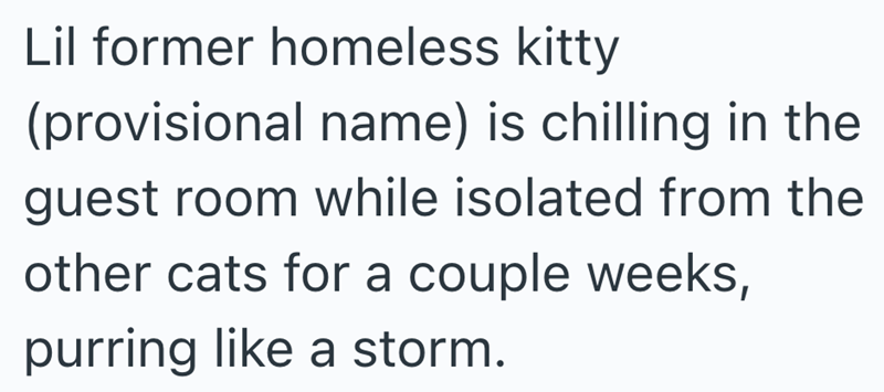 Lil former homeless kitty (provisional name) is chilling in the guest room while isolated from the other cats for a couple weeks, purring like a storm.
