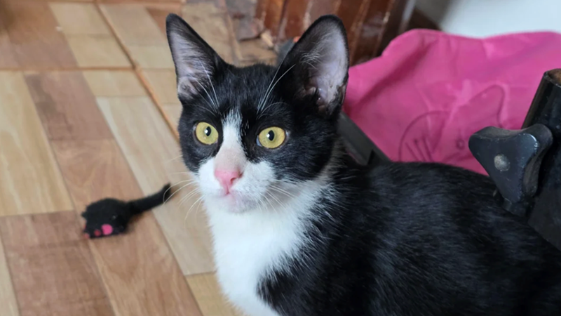 Cheezburger Image 10616847872