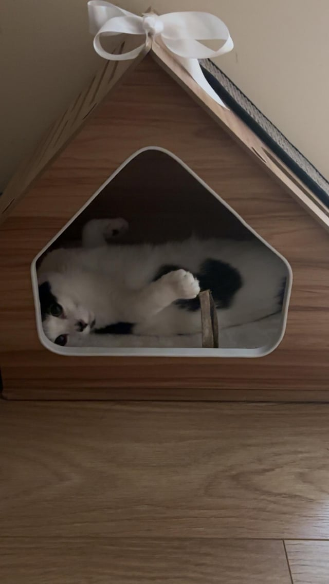 Cheezburger Image 10616871168