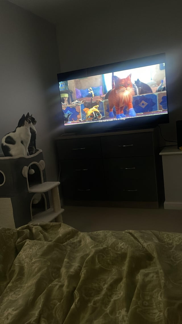 m-not-a-cat-I'm a dog