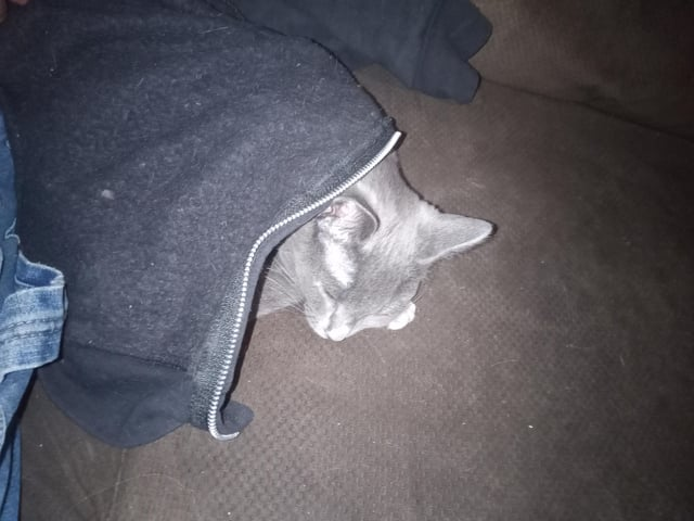 Cheezburger Image 10616873472