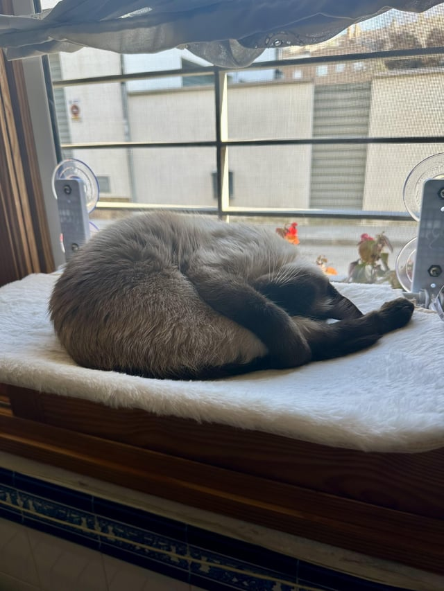 Cheezburger Image 10616873728