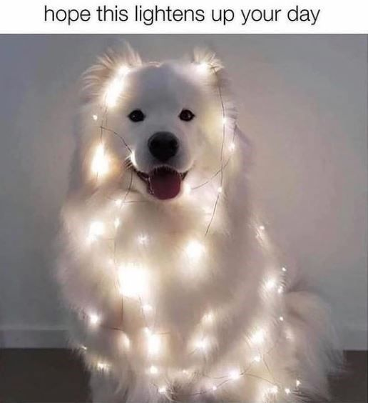 hope this lightens up your day