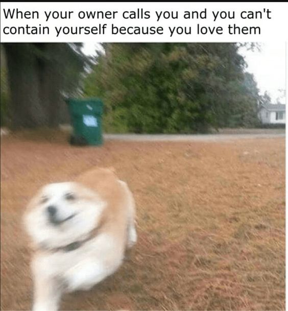 When your owner calls you and you can't contain yourself because you love them
